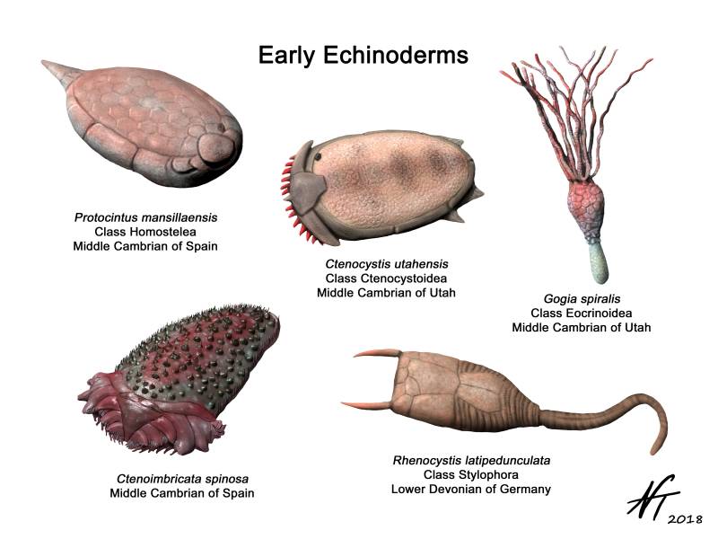 Some Weird Early Echinoderms, by Nobu Tamura